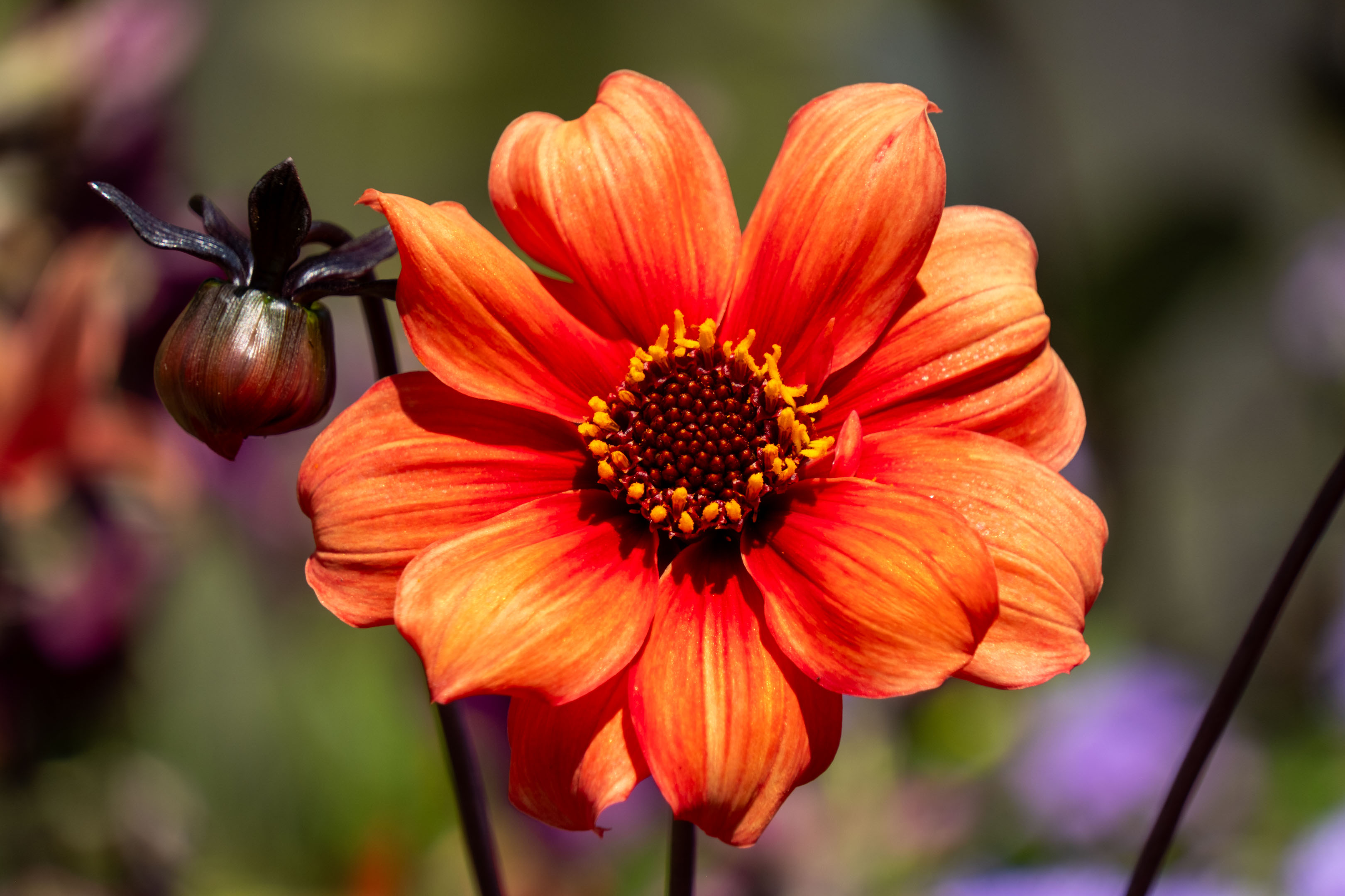 a dark orange flower