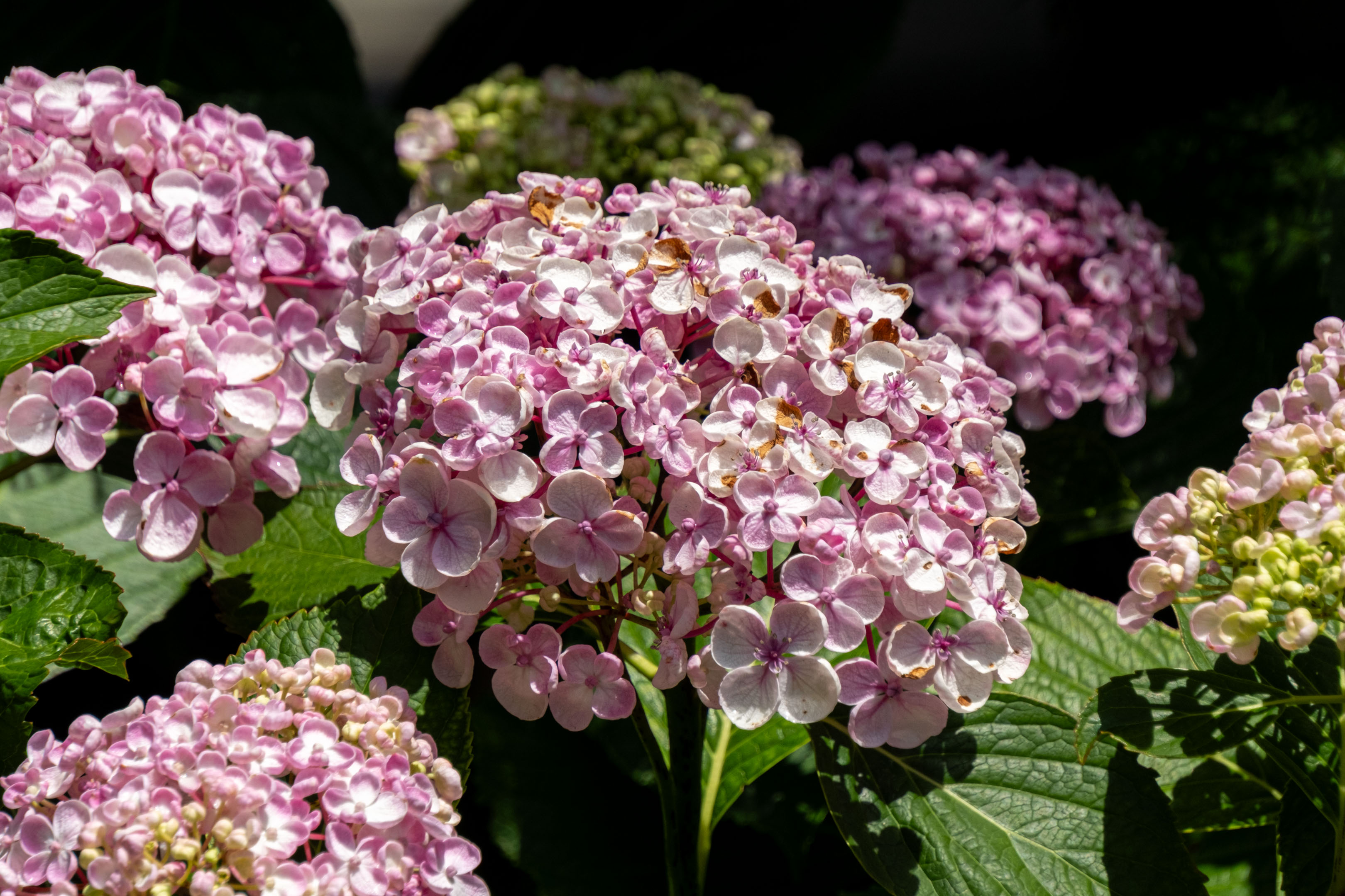 some white and pale pink flowers with four round petals with rising edges