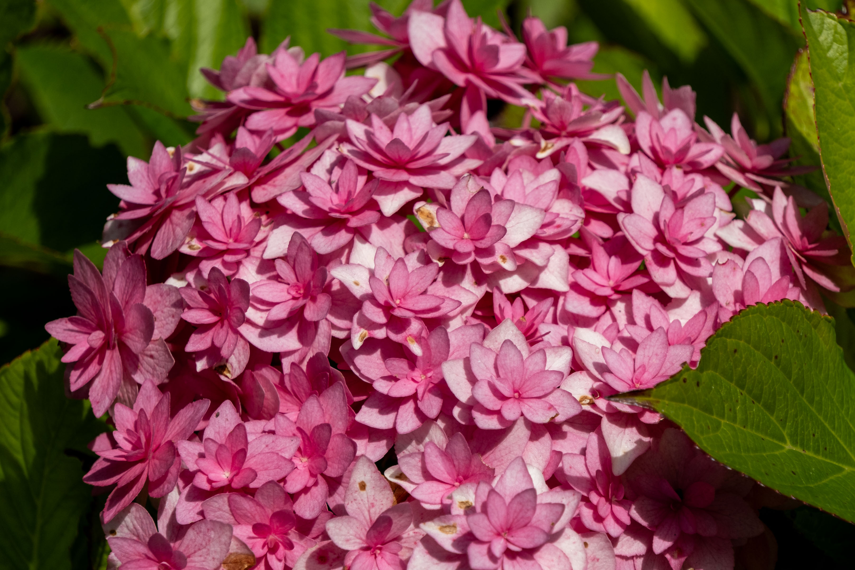 some light and dark pink flowers with pointy multilayer petals