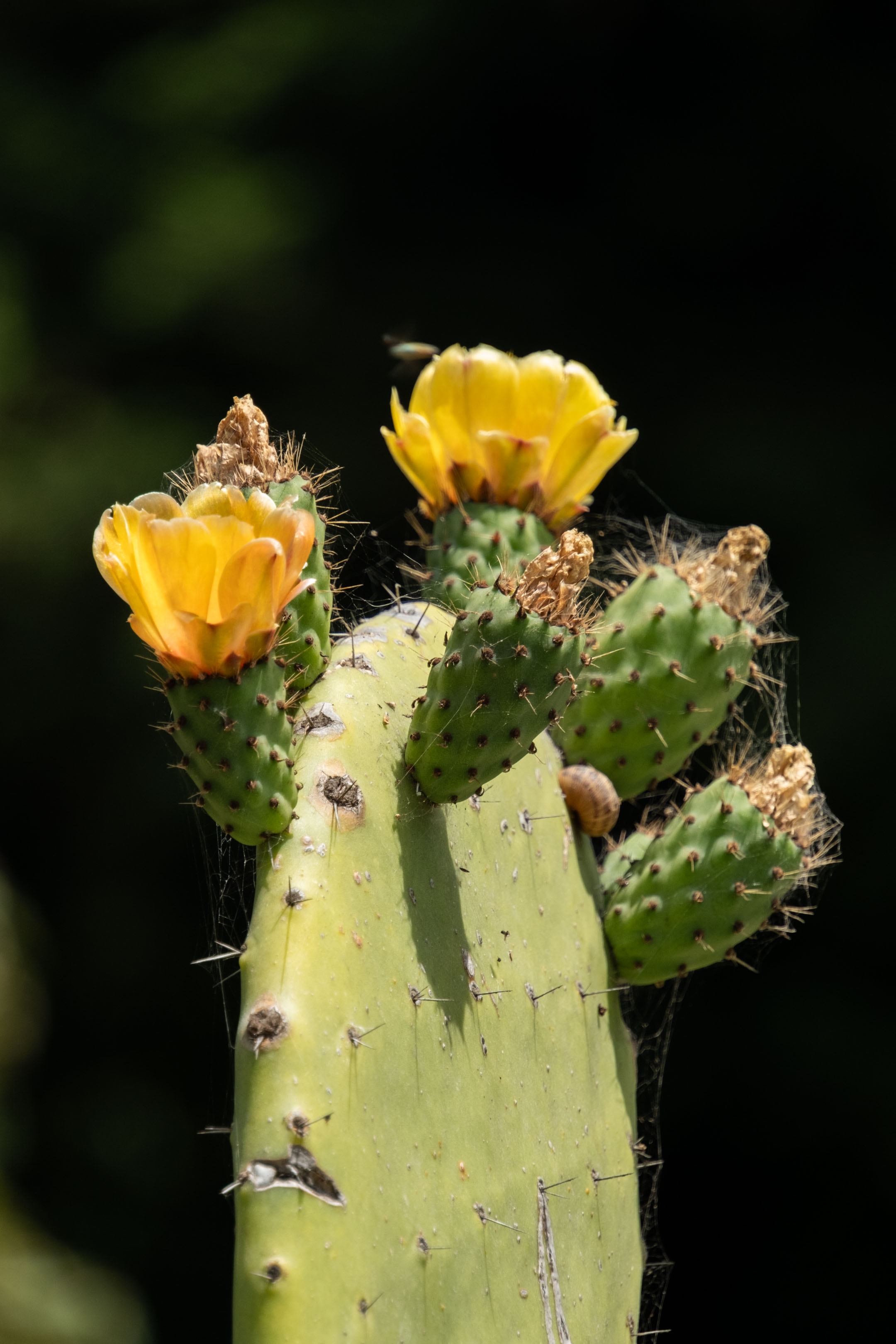 a cactus with two blooming yellow flowers on it