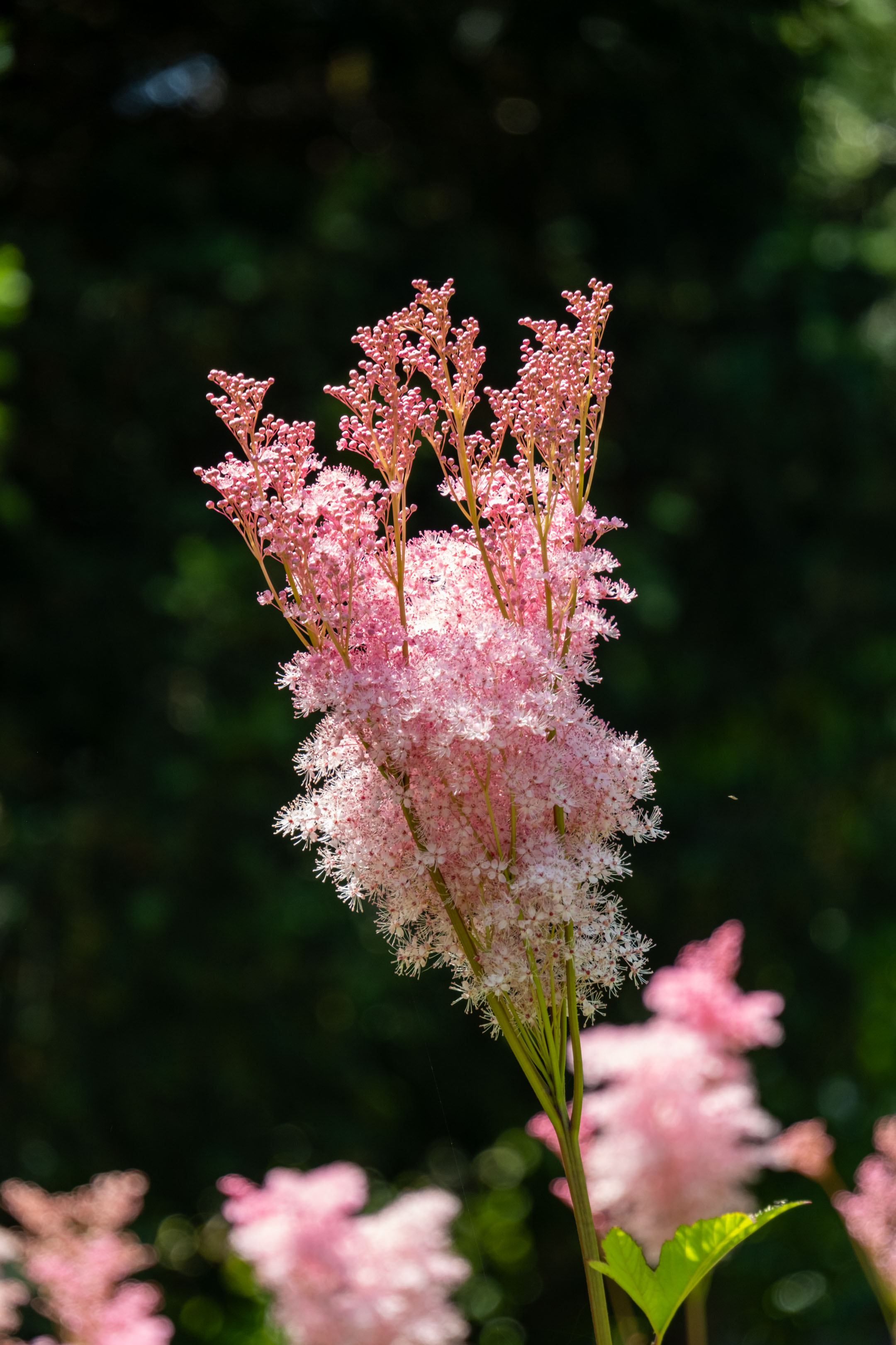 a stem of white and pink flowers with very small hair-like petals and pink buds