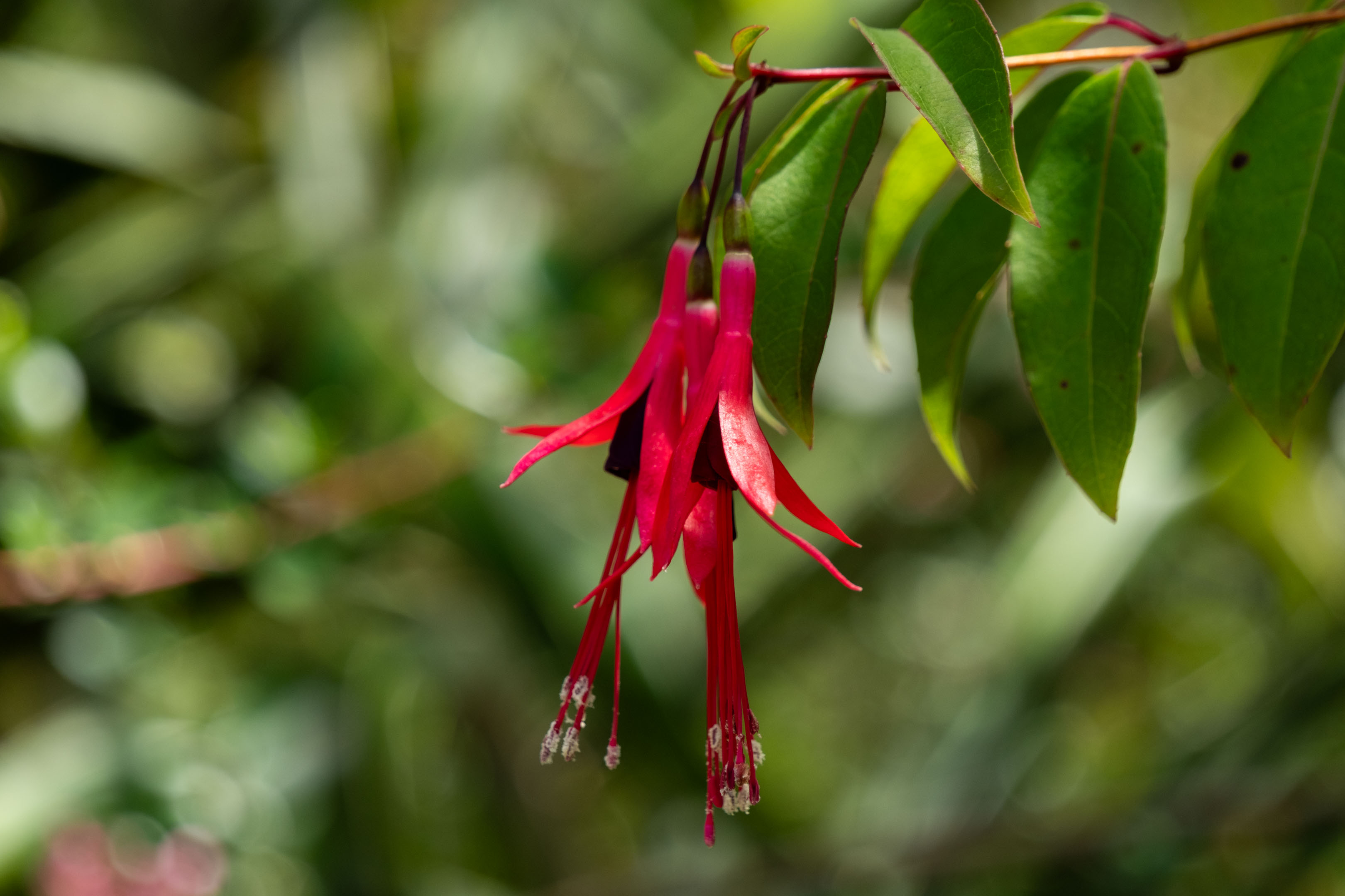 a red flower hanging upside down