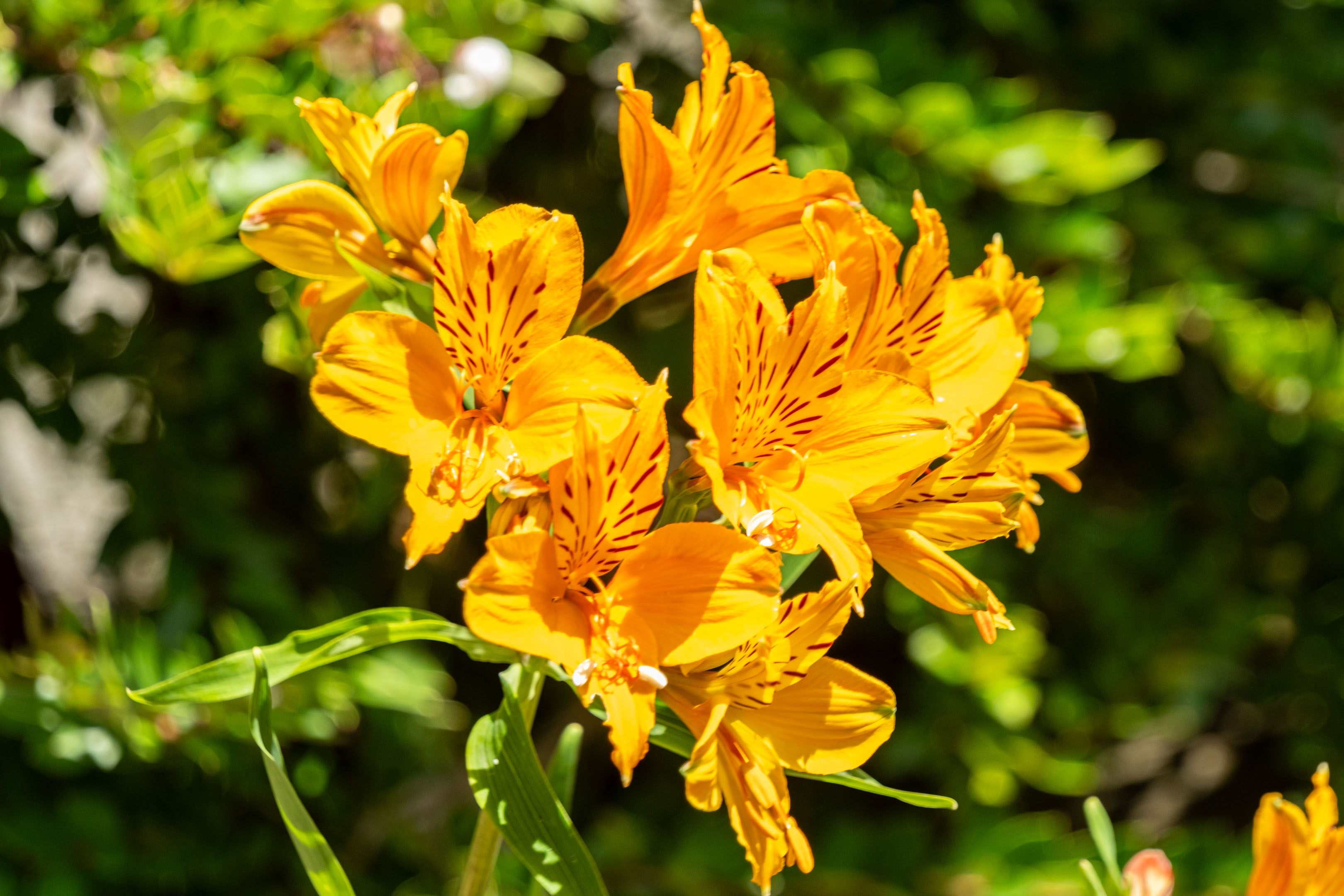 some yellow flowers with dark brown stripes