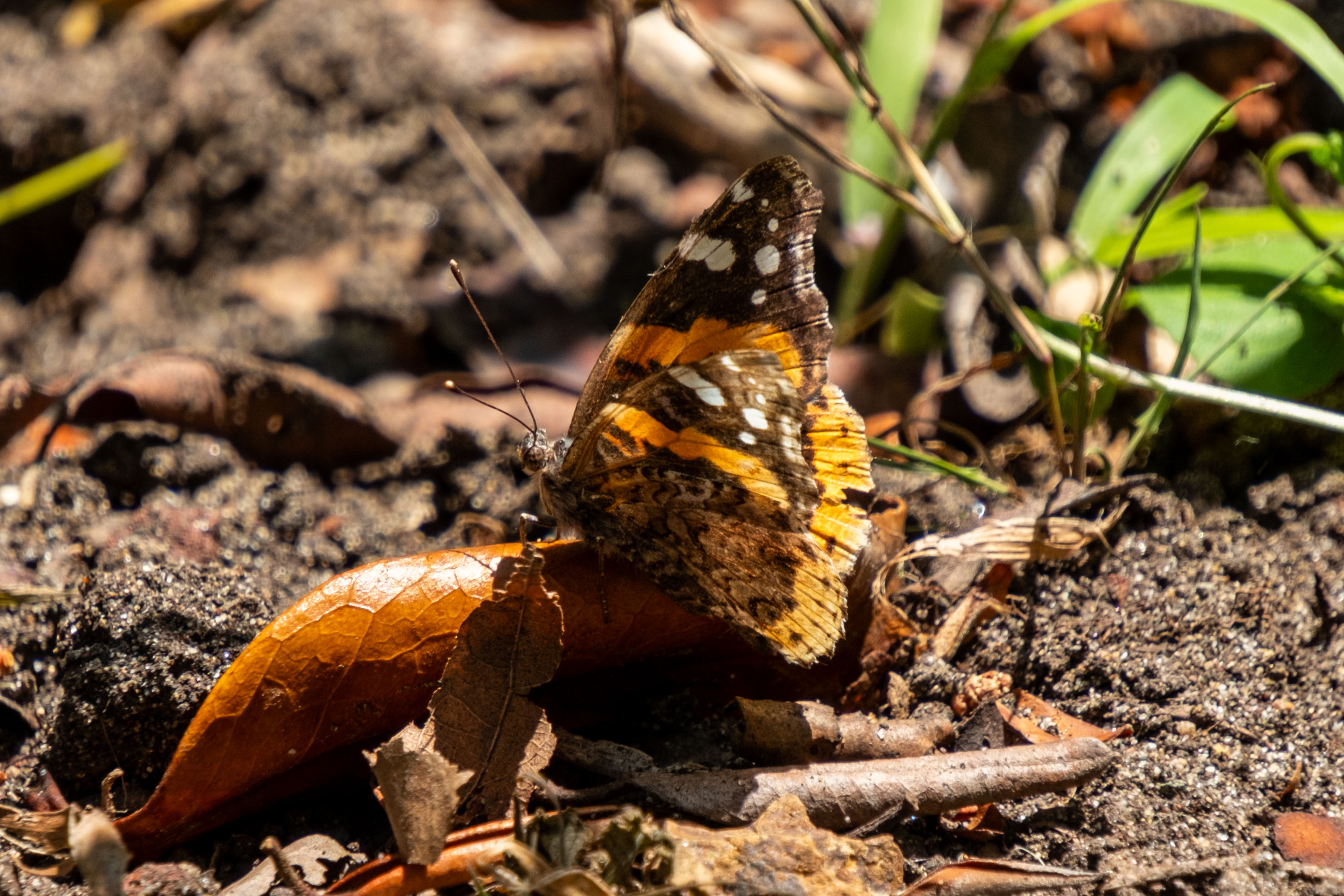 a butterfly on a piece of fallen leave