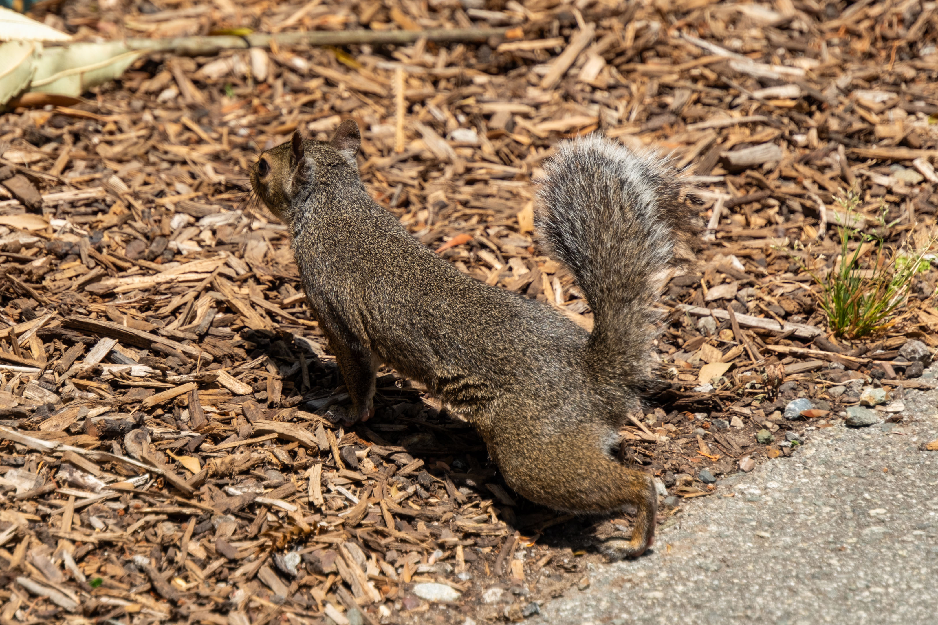 a squirrel leaning foward seeking food