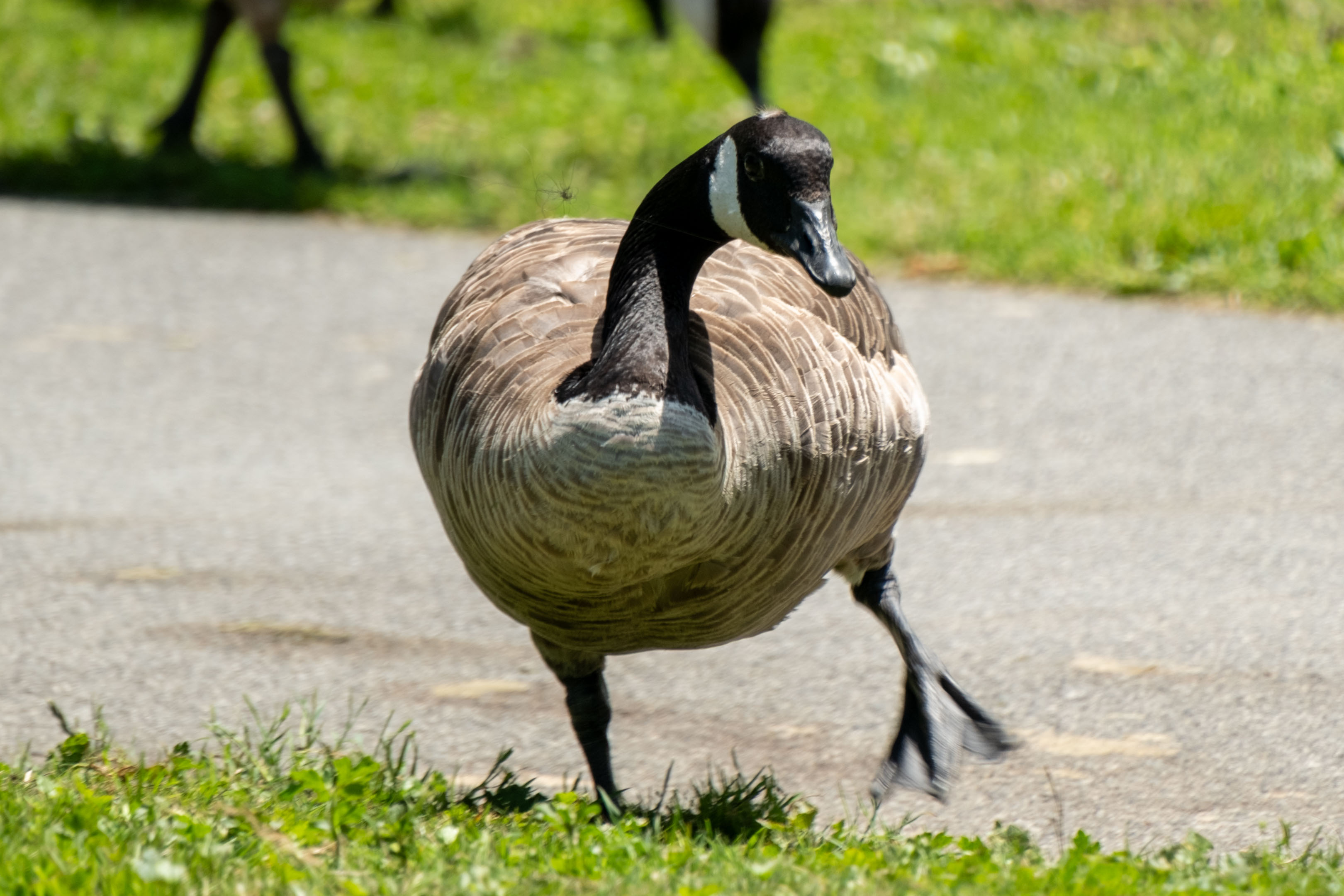 a goose walking towards the camera