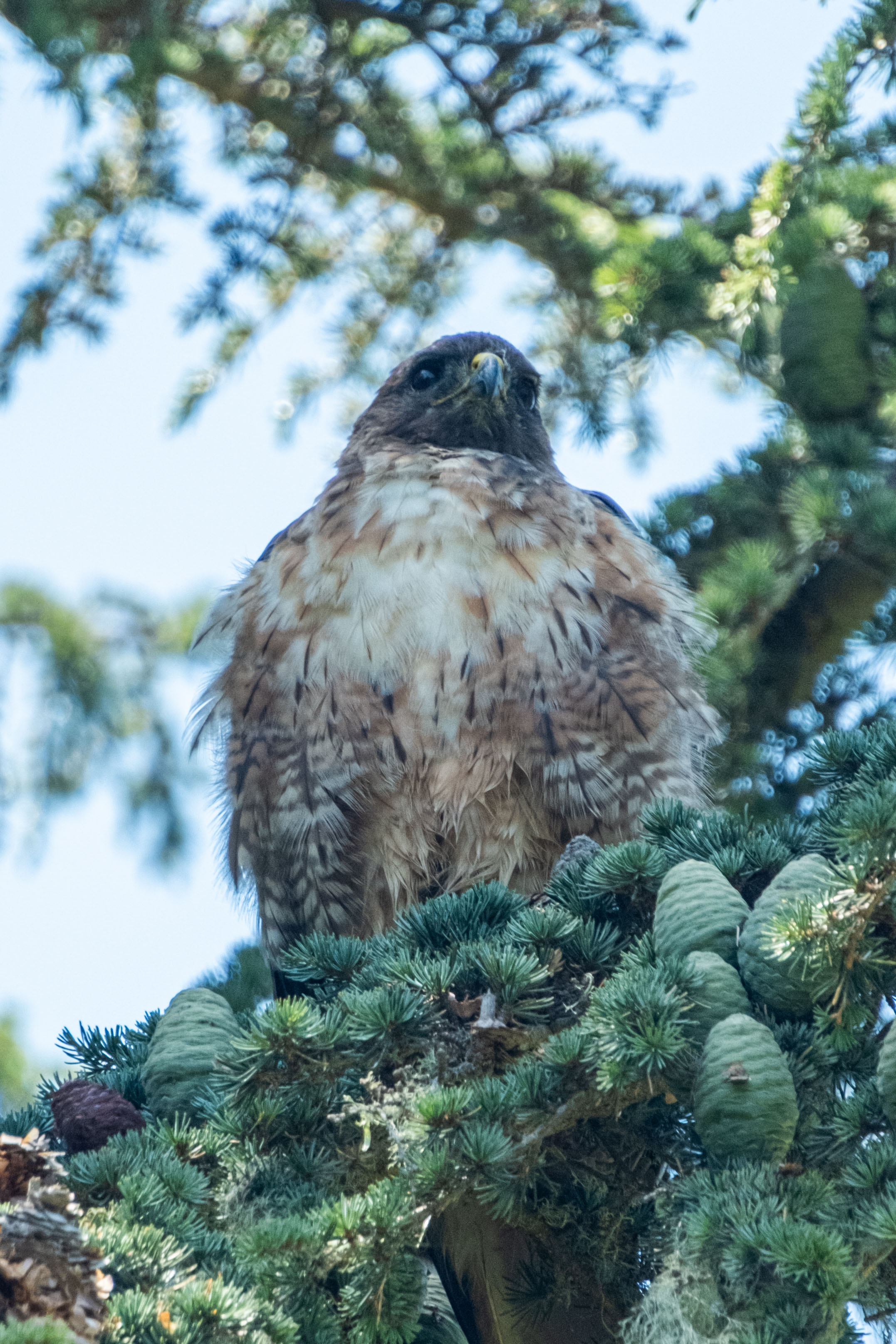 a hawk staring down at the camera from a branch