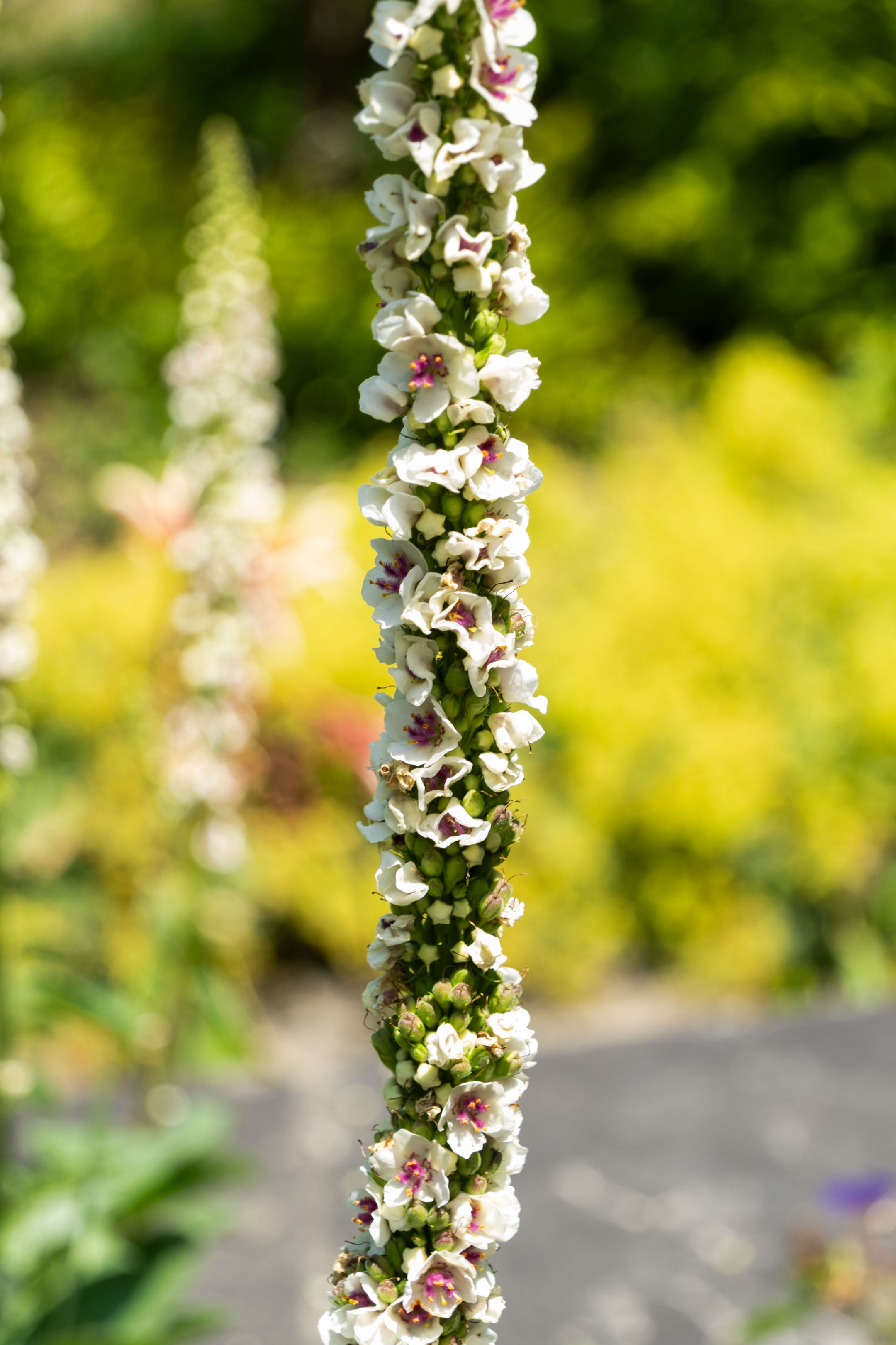 a vertical stem with white flowers and green buds on it