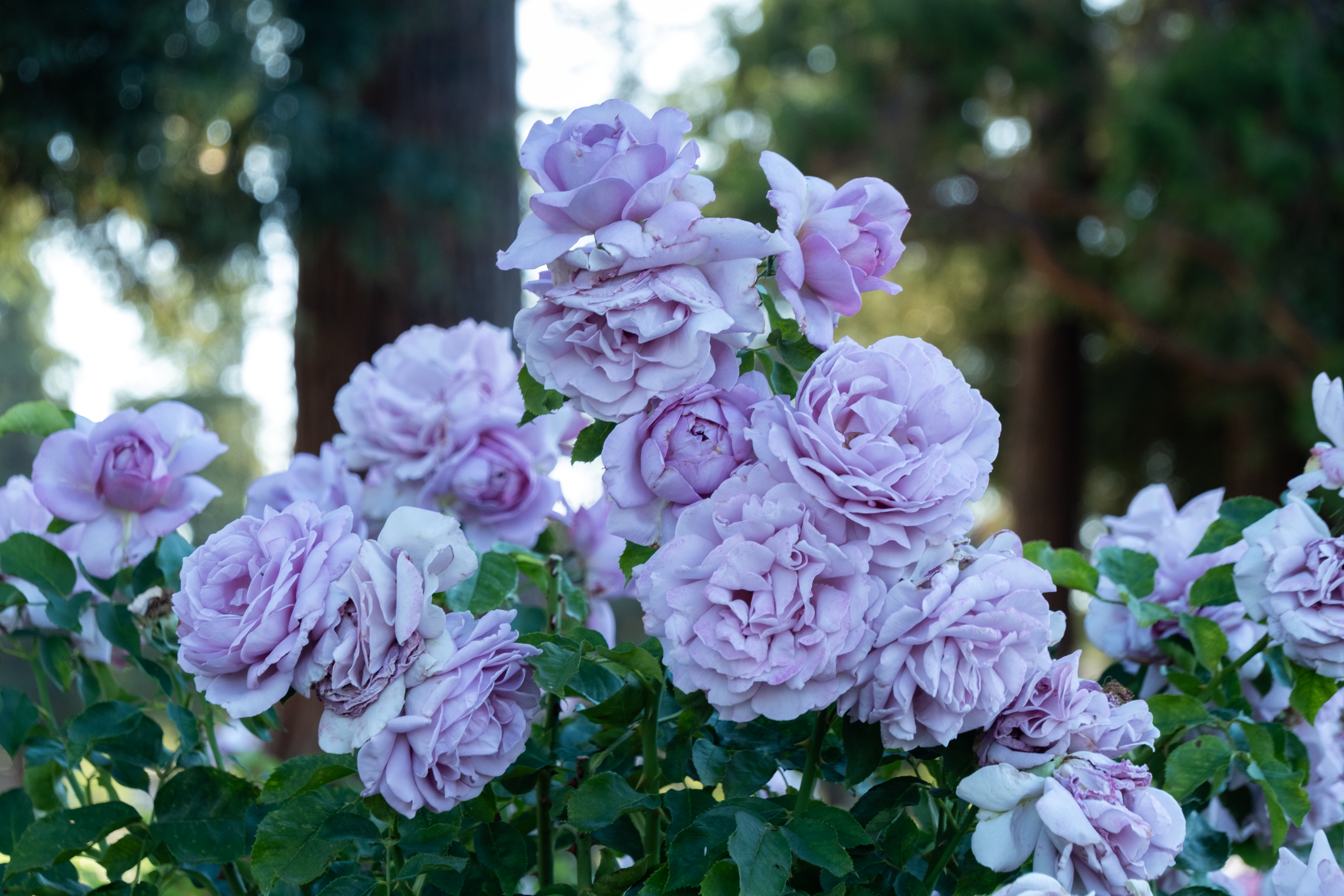 purple roses