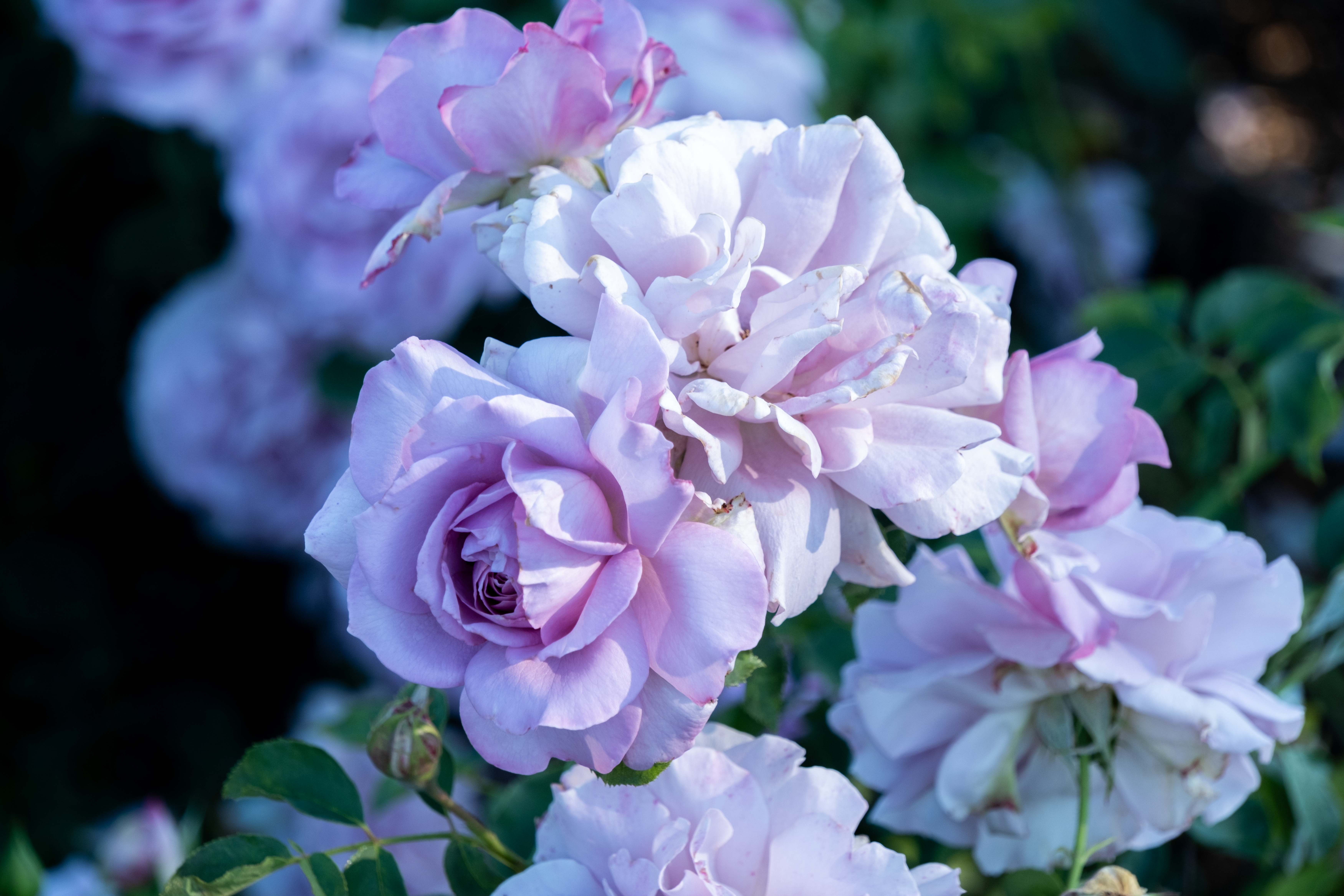 close up shot of two purple roses