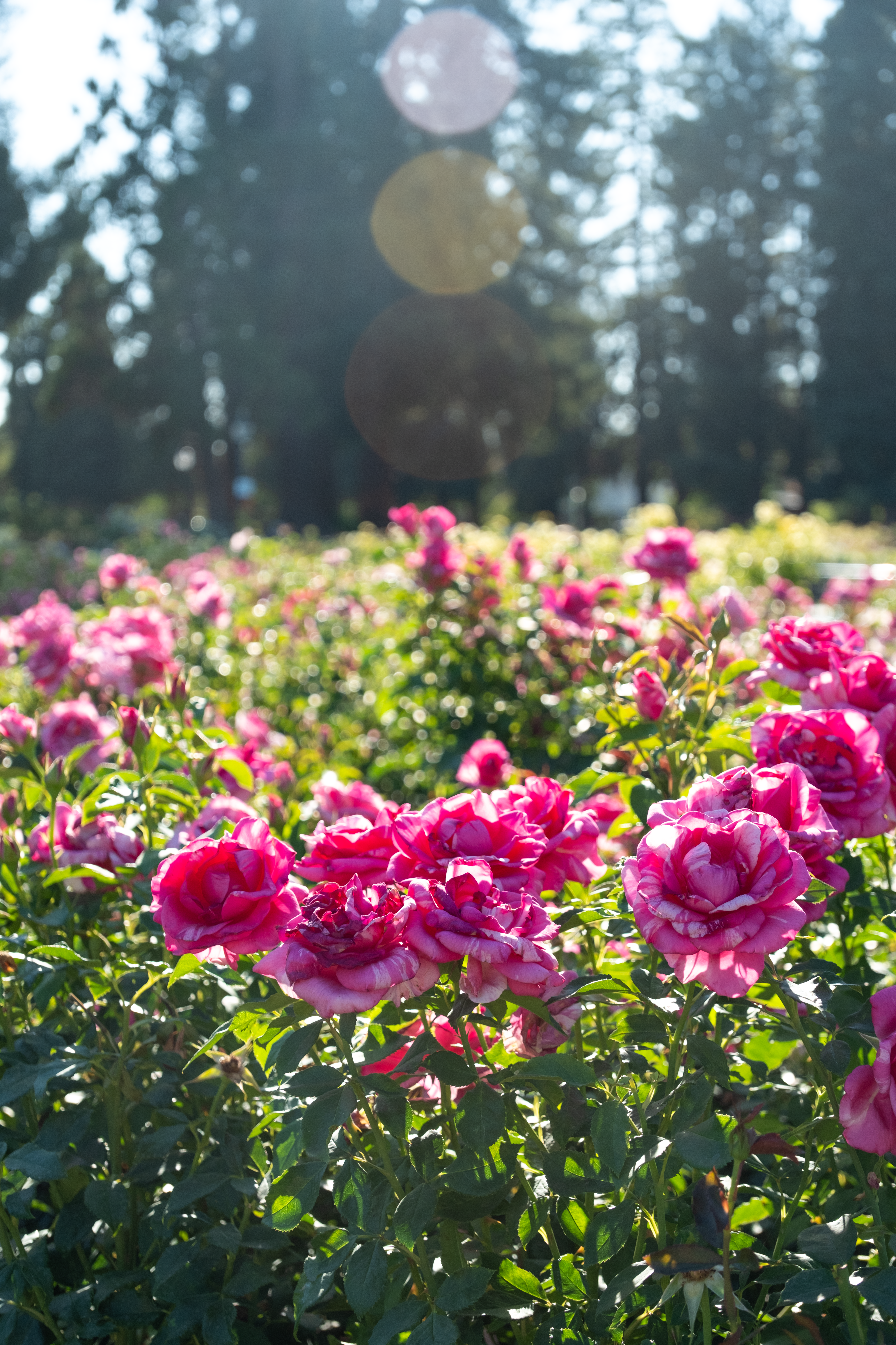 a bush of dark pink roses under the sun