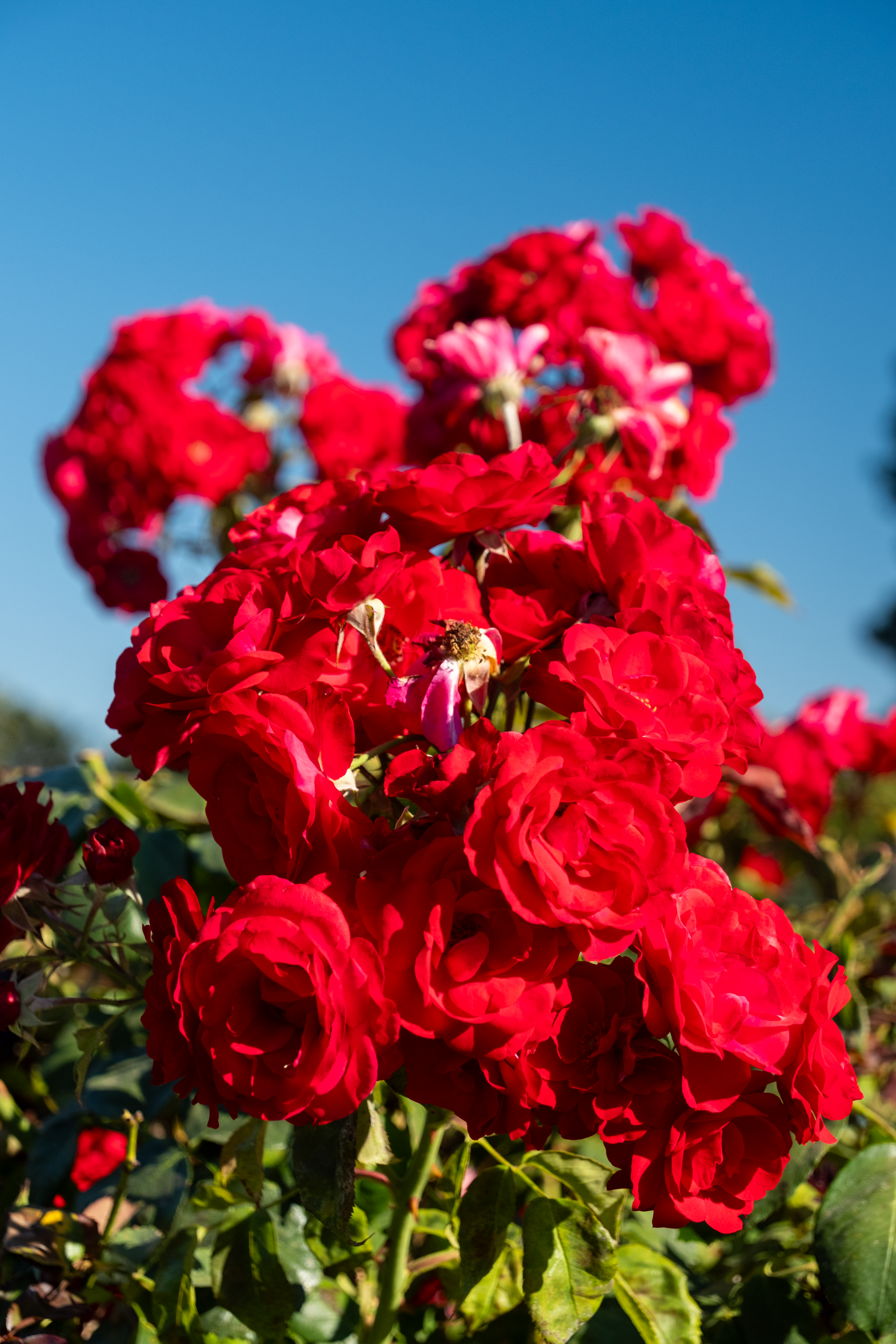 a bush of red roses under the sun