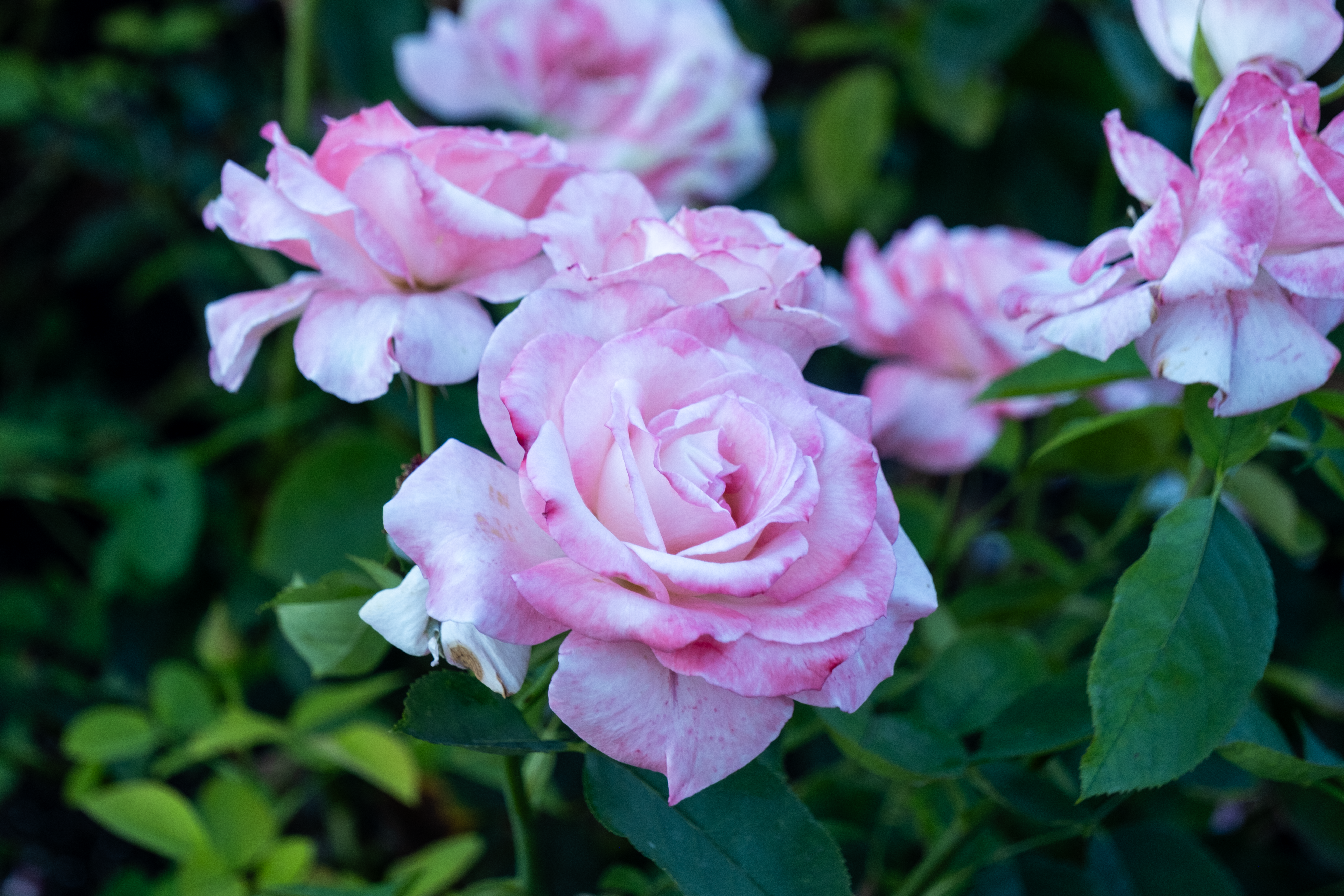 close up shot of a light pink rose