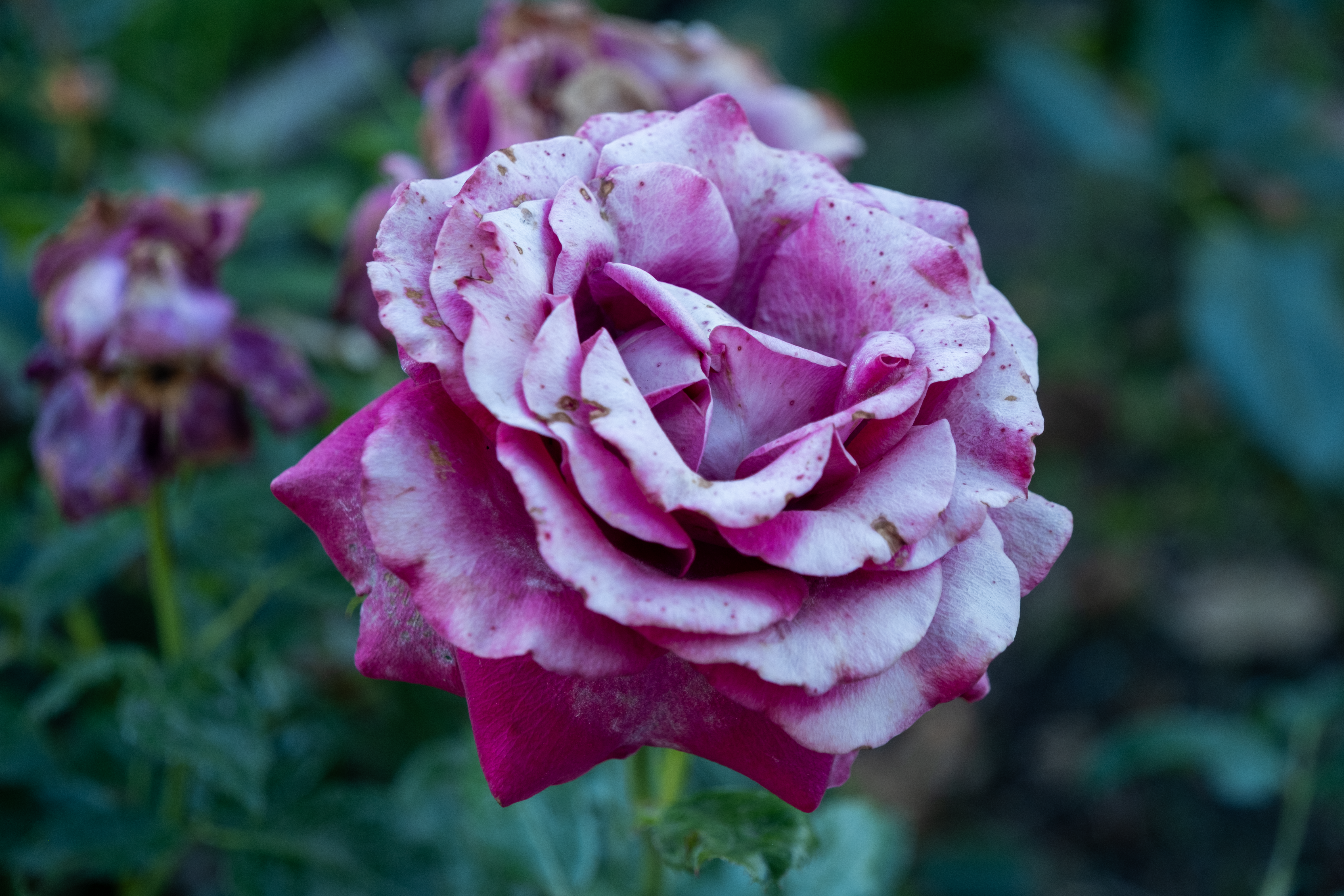 close up shot of a half white half dark pink rose