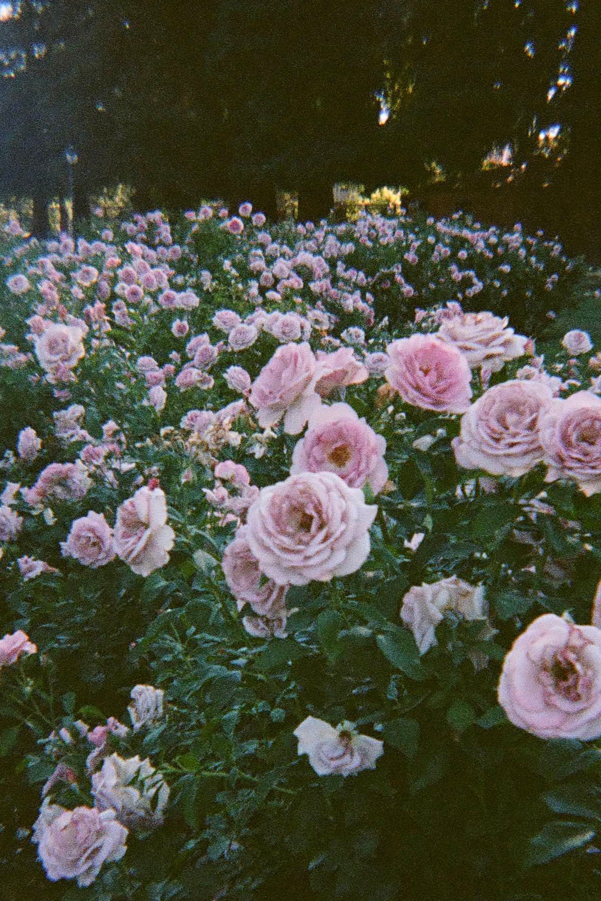 a bush of pale purple roses shot on 35mm film