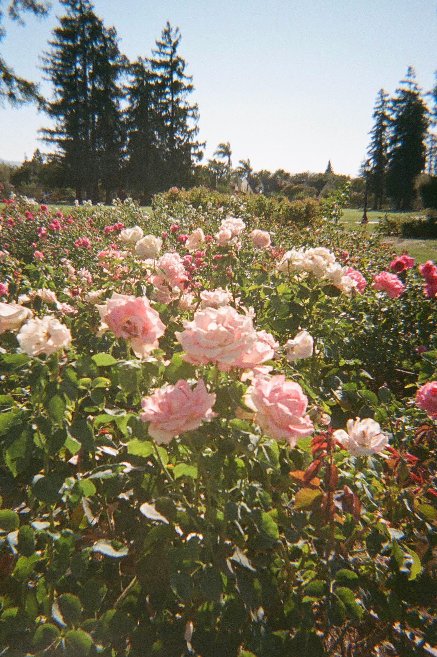 a bush of light and dark pink roses under the sun shot on 35mm film