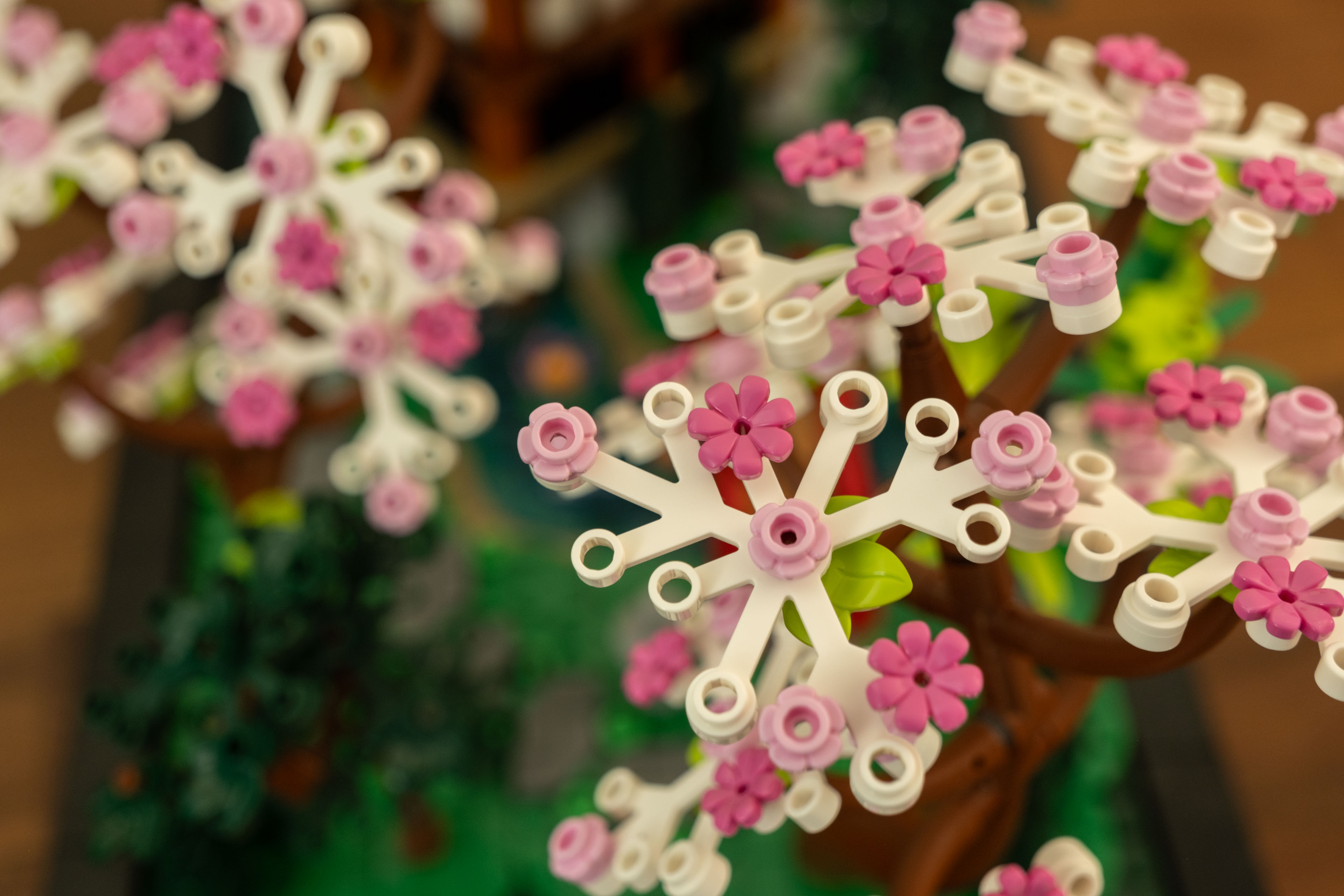 a close-up shot of the blooming sakuras